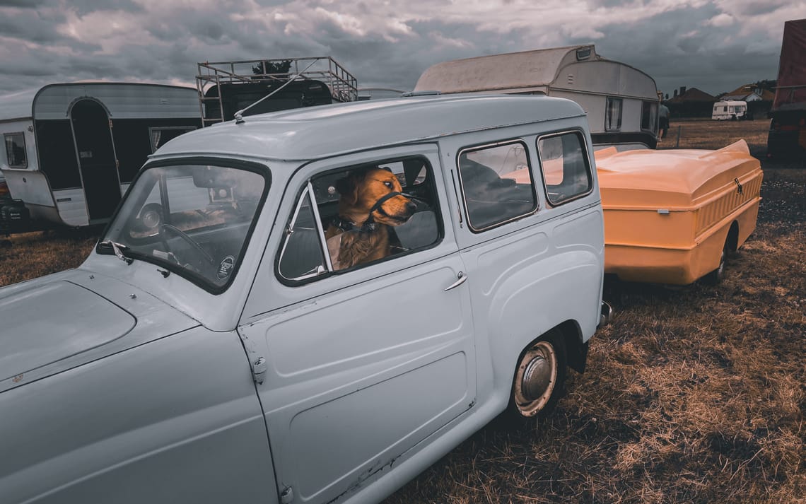 Golden retriever sat inside the A30 van towing a folding caravan