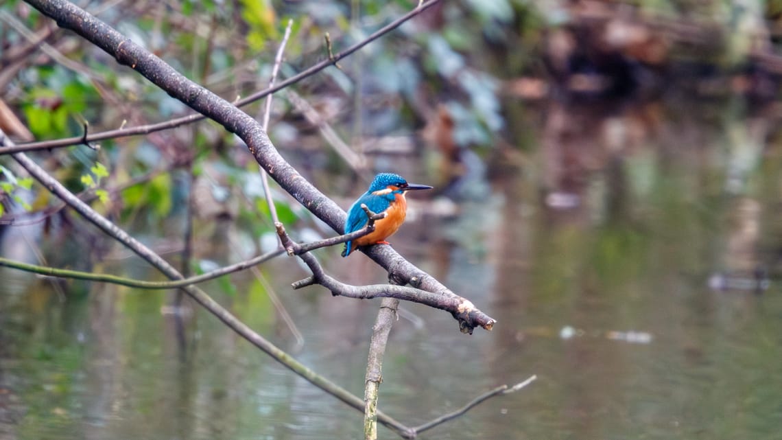 Kingfisher on the canal