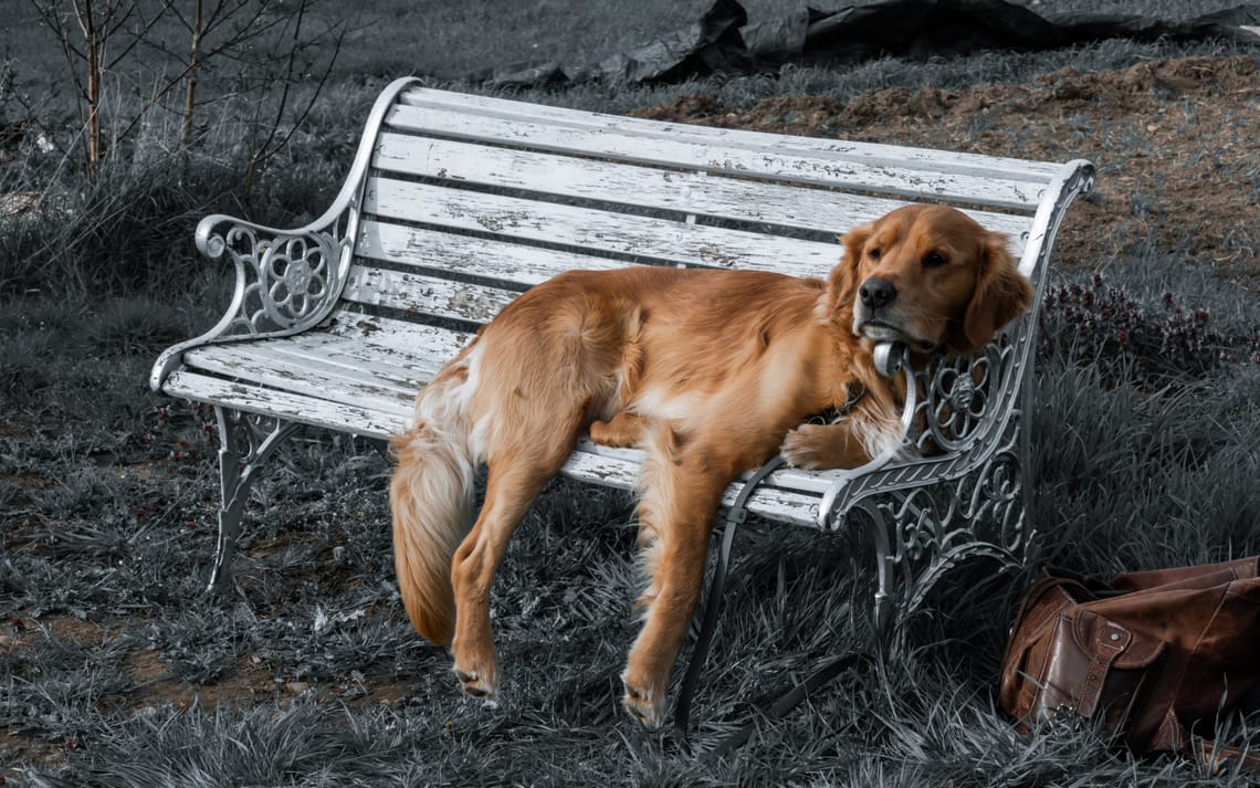 Lazy afternoon on the bench