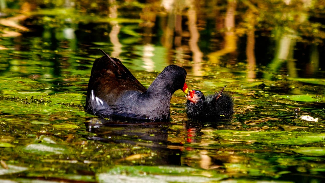 Moorhen chicks on the canal