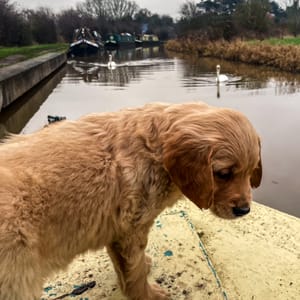 Finlay meeting the swans