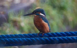 Kingfisher on the ropes
