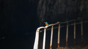 Kingfisher in the tunnel portal