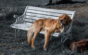Lazy afternoon on the bench