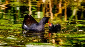 Moorhen chicks on the canal
