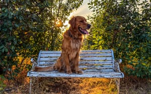Finlay at the allotments