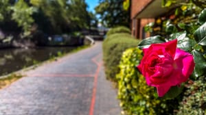 Rose on Farmers Bridge Locks