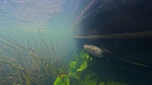 Cruising the Dudley canals