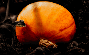 Pumpkins on the allotment